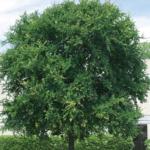 Cedar Elm
