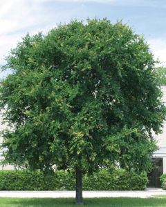 Cedar Elm