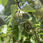 American Snowbell