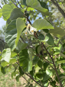 American Snowbell