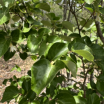 Leaf Detail