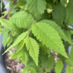 American Elm