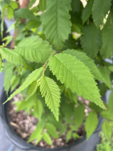 American Elm