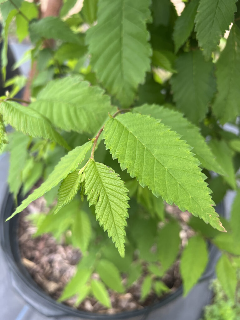 American Elm