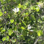 Anacacho Orchid