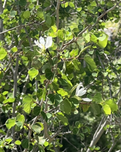 Anacacho Orchid