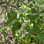 Anacua