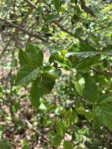 Anacua
