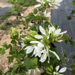 Bloom