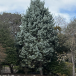 Arizona Cypress