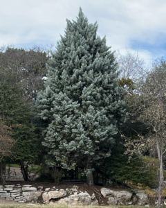 Arizona Cypress