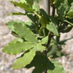 Arizona Oak