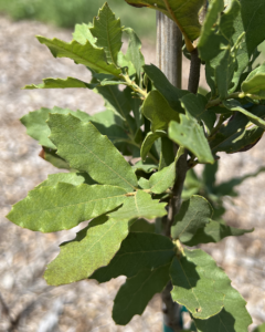 Arizona Oak