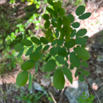 Leaf Detail