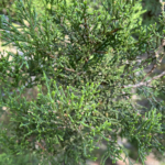 Ash Juniper, Cedar