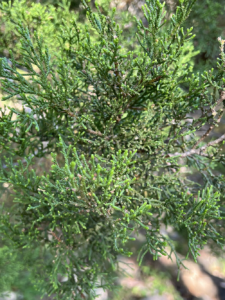 Ash Juniper, Cedar