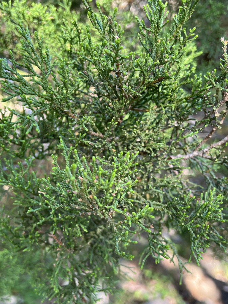 Ash Juniper, Cedar