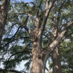 Bald Cypress