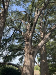 Bald Cypress