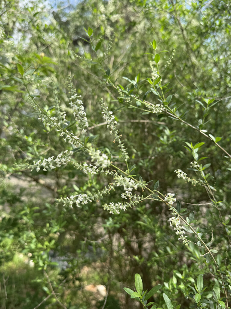 Beebrush