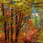 Fall Color