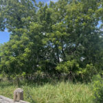 Arizona Walnut