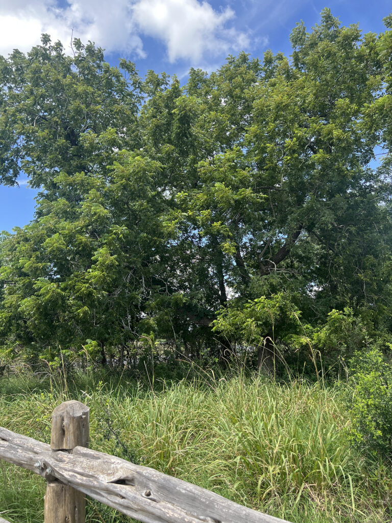 Arizona Walnut
