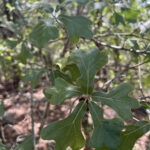 Blackjack Oak