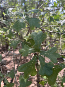 Blackjack Oak