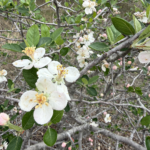 Blanco Crabapple