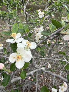 Blanco Crabapple