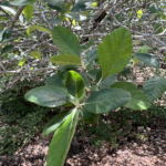 Leaf Detail