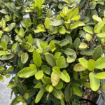 Boxwood
