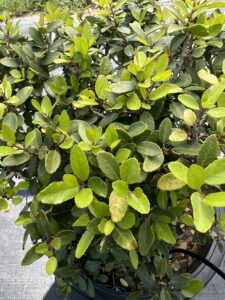 Boxwood