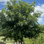 Burr Oak