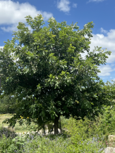 Burr Oak