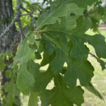 Leaf Detail