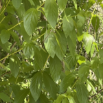 Buttonbush