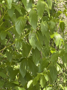 Buttonbush