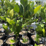 Cherry Laurel