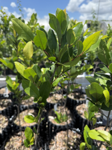 Cherry Laurel