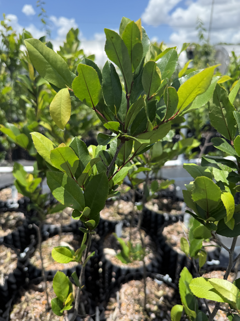 Cherry Laurel