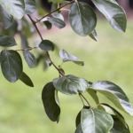 Leaf Detail