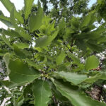 Leaf Detail