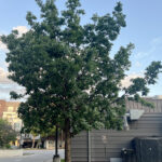 Chinkapin Oak