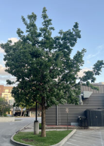 Chinkapin Oak