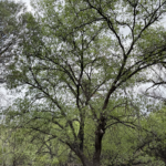 Chisos Oak