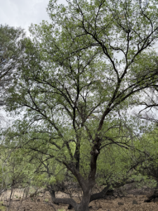 Chisos Oak