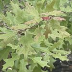Chisos Red Oak