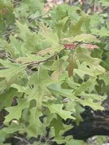 Chisos Red Oak